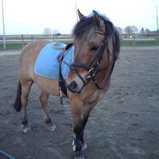 Anden særlig race Apollon. # Gammel part #