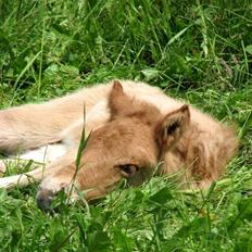 Islænder Asi fra Troldskov ( Solgt )
