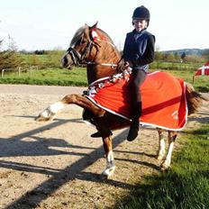 Welsh Pony af Cob-type (sec C) Menai William