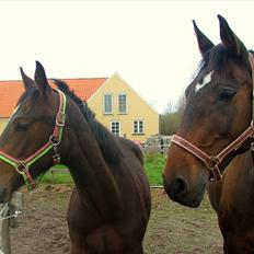 Dansk Varmblod † Pachanga(Baby) †