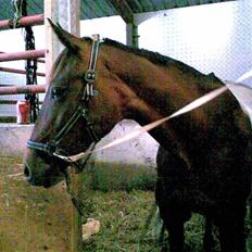 Traver Osari - AFLIVET