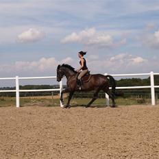 Dansk Varmblod Hanky Panky Firfod