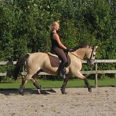 Anden særlig race Rakits Fire Light ~Solgt~