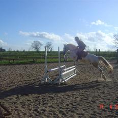 Connemara pilgaard`s silver stone 