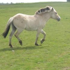 Fjordhest laban
