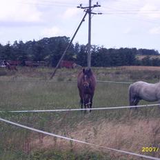 Hollandsk Sportspony Wendy, drømmeponyen