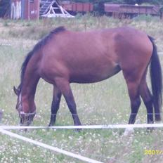 Hollandsk Sportspony Wendy, drømmeponyen