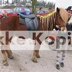 Islænder Reifnir f. Fårup