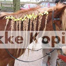 Islænder Reifnir f. Fårup