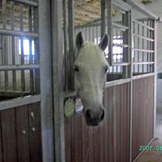 Anden særlig race Holmgaards Sir Toby