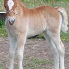 Anden særlig race Almira (Solgt)