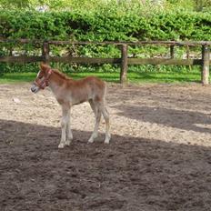 Anden særlig race Almira (Solgt)