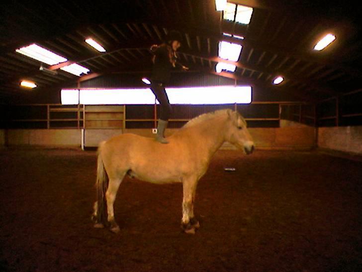 Fjordhest Eddie - 2# Jeg stoler på dig, stoler du på mig? <3 billede 2