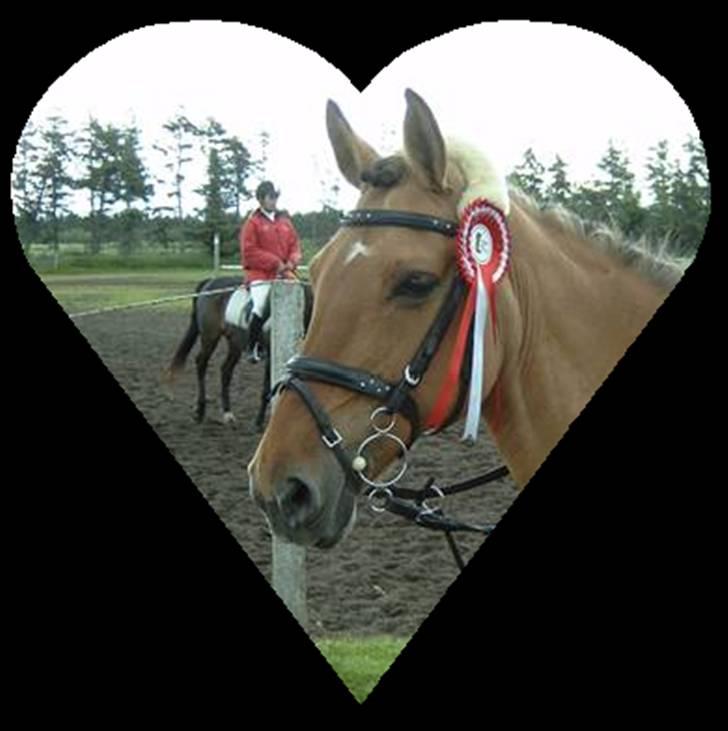 Anden særlig race Flicka R.I.P - Vinder hjerte<3 i mere end en forstand<3<3<3<3<3 billede 14