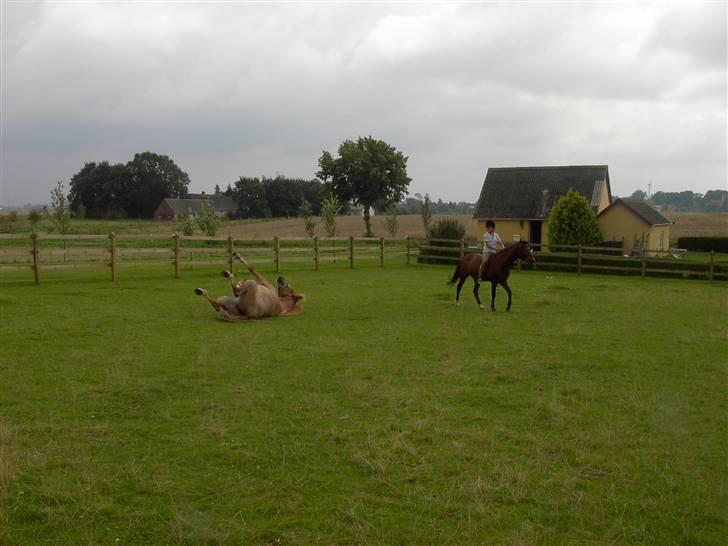 Welsh Cob (sec D) rico :(solgt): - rico ruller sig:) billede 6