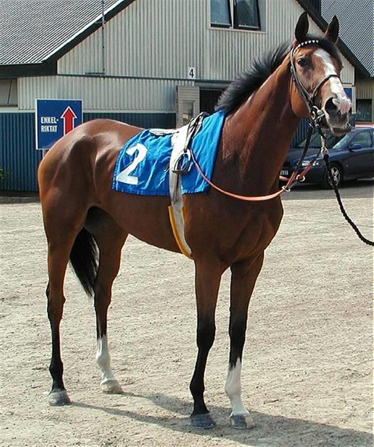 Fuldblod (XX) Satanic gb (R.I.P) - Satanic som 3 års i Sverige før Diannaløping ( kun for hopper), hvor hun fik en flot 2 plads.  billede 1