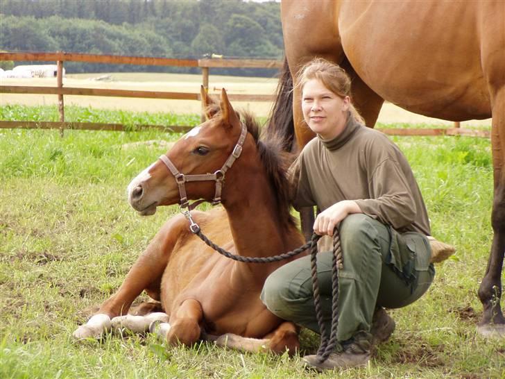 Fuldblod (XX) Satanic gb (R.I.P) - Her ligger Satin, som føllet hedder, det er hendes "plejemor" der sidder ved hende, vi skulle lige besøge hende en gang mere inden resten af stalden flyttede til Sjælland, Satin flytter med ved afvenning.Mor Satanic bliver der. billede 5