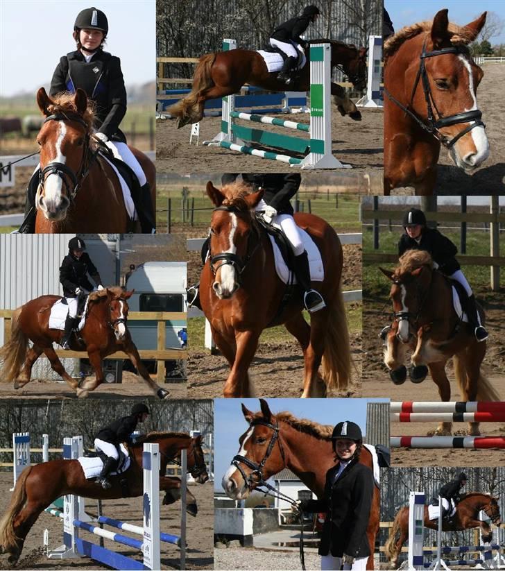 Norsk Døle Sælli - Vores første stævne sammen :) April 08. foto: Mads billede 11