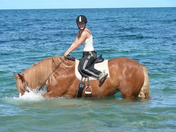 Norsk Døle Sælli - Sælli elsker og bade og plaske i vand:) Sommer 09 Foto: Tabita billede 13