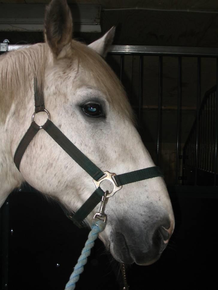 Connemara Petit Cheval, solgt billede 6