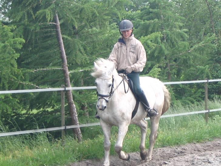 Connemara Petit Cheval, solgt billede 7