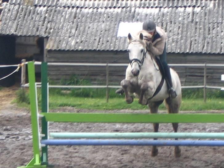 Connemara Petit Cheval, solgt billede 8