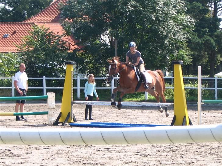 Anden særlig race Ølfert, solgt - Hos Ølles nye ejere billede 10