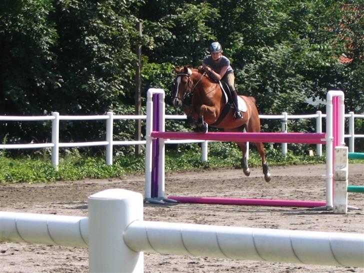 Anden særlig race Ølfert, solgt billede 11