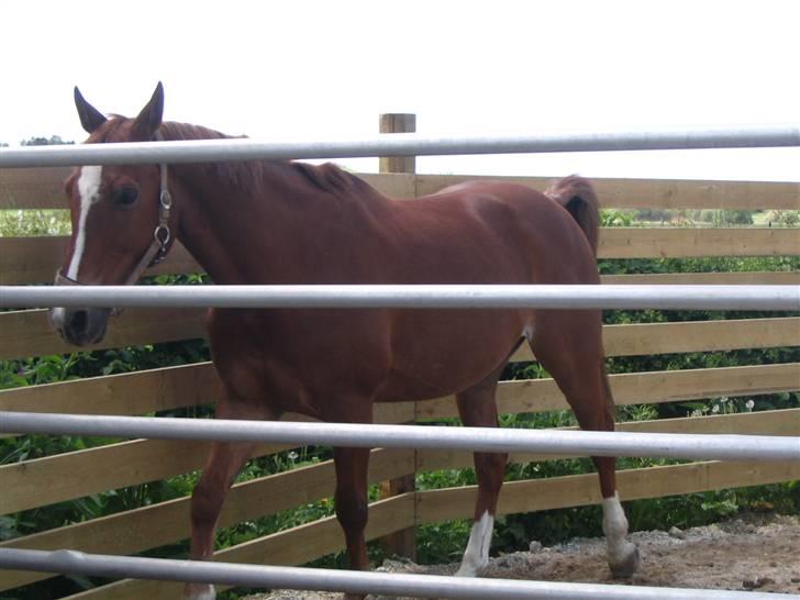 Anden særlig race Ølfert, solgt - Ølle i skridtmaskinen :b billede 12