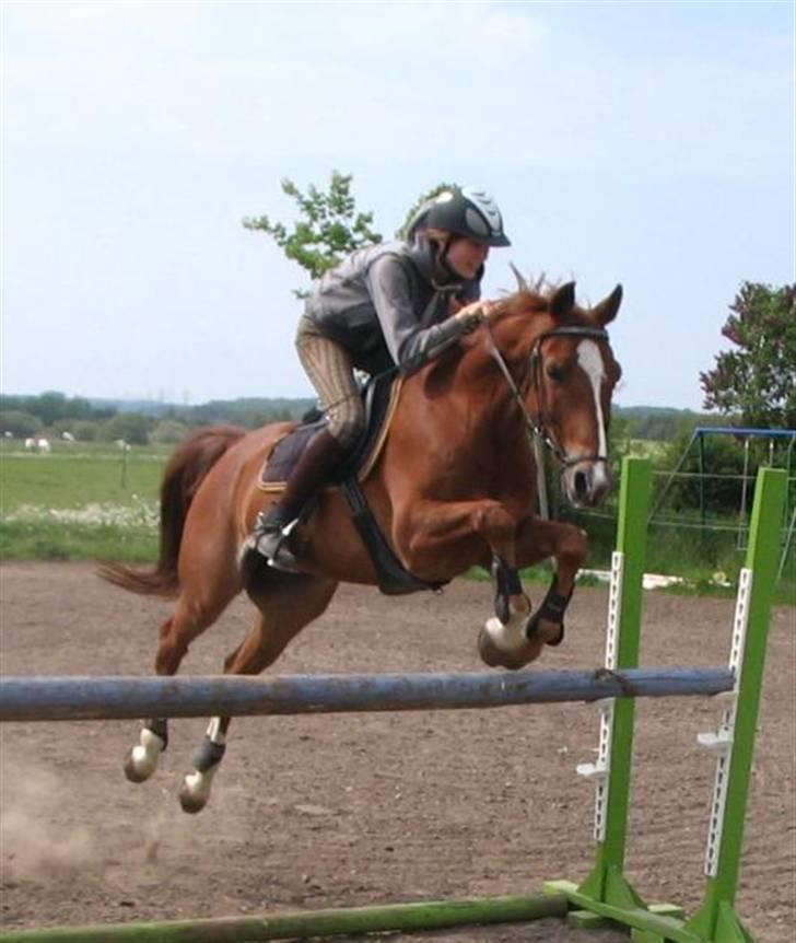 Anden særlig race Ølfert, solgt - Uuh :) billede 14