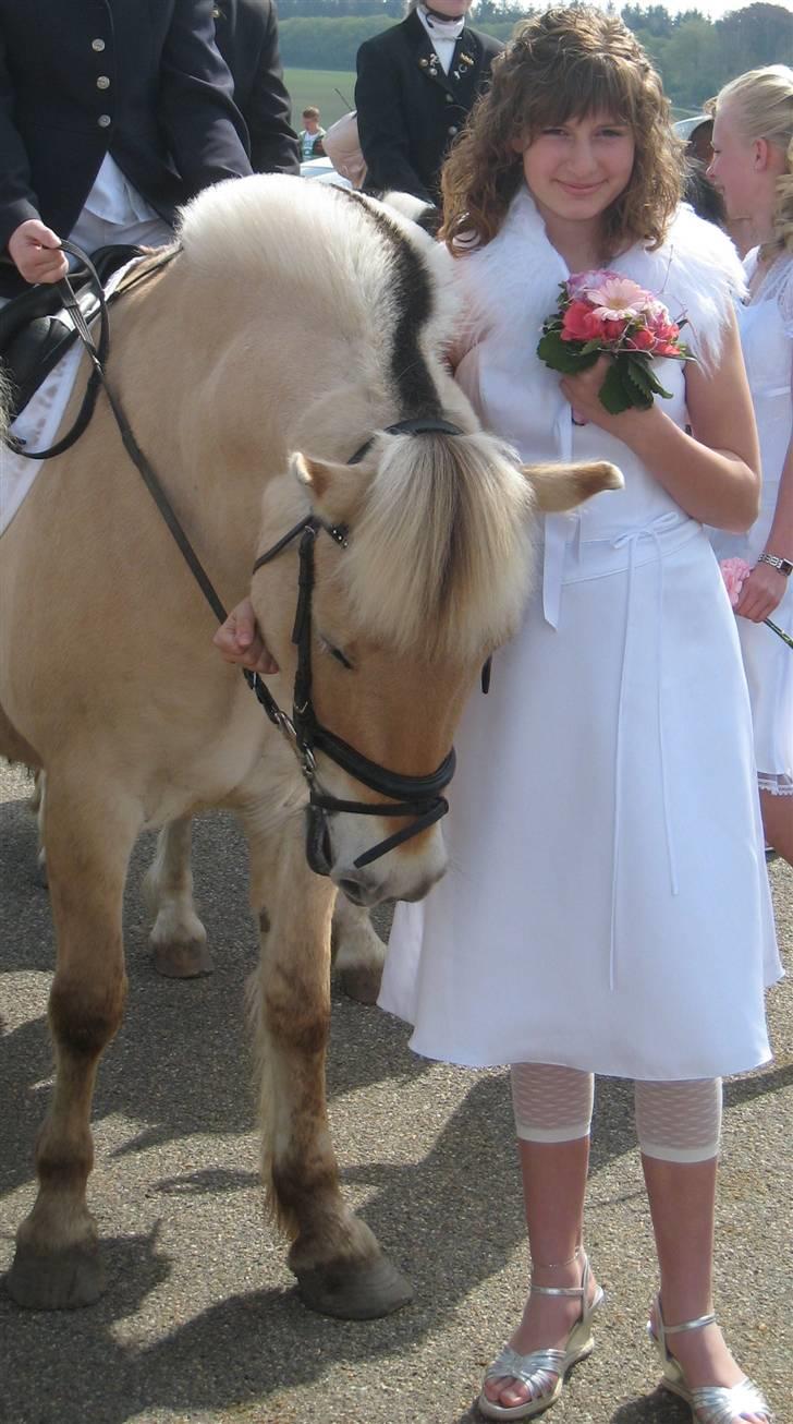 Fjordhest Valde -- Solgt:'/ -- - Min dejlige pony Valde kom og hentede mig ved kirken. ved min konfirmation d. 6maj 2007 billede 1