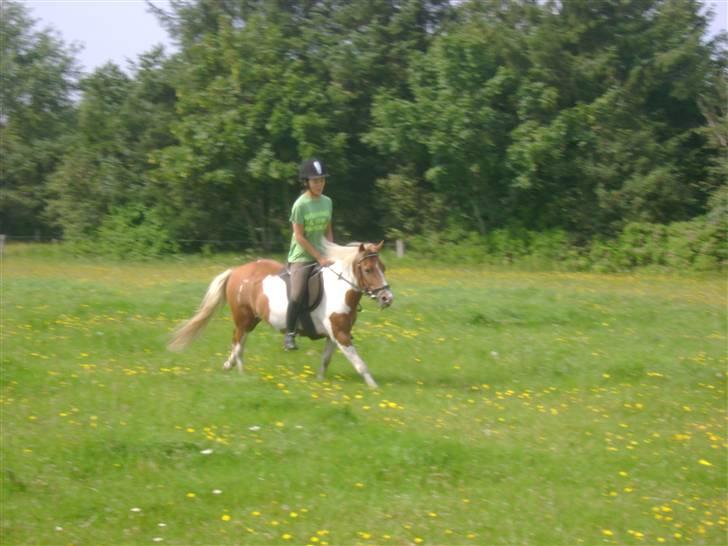 Anden særlig race Bess (gammel part) <3 - Vi elsker en galop på marken :D billede 14