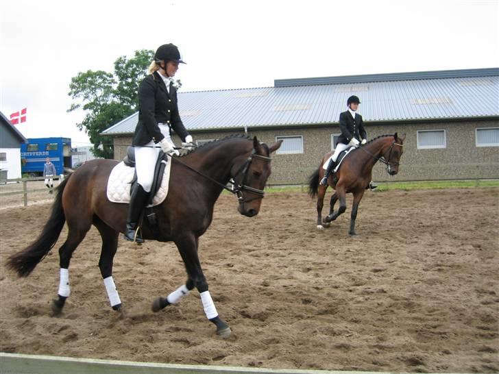Dansk Varmblod Piccoline  - Picco og stinne til DSA kvalifikation billede 13
