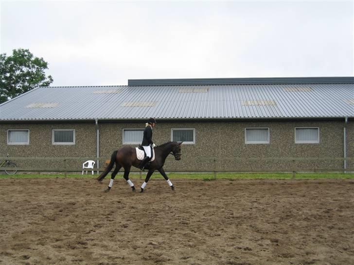 Dansk Varmblod Piccoline  - Opvarmning til DSA kvalifikation :P billede 14