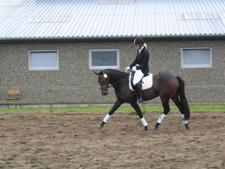 Dansk Varmblod Piccoline  - Hendes lækre trav ..:Dtil DSA kvalifikation opvarmning :D billede 15