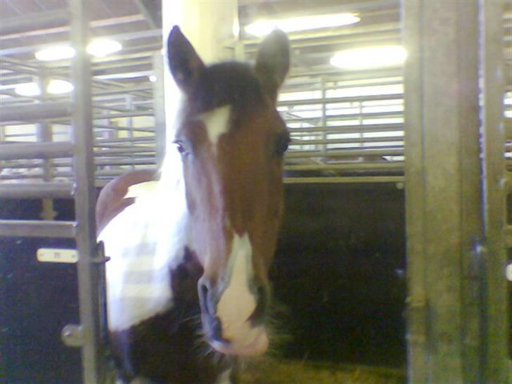 Pinto Gucci <33(solgt) billede 11