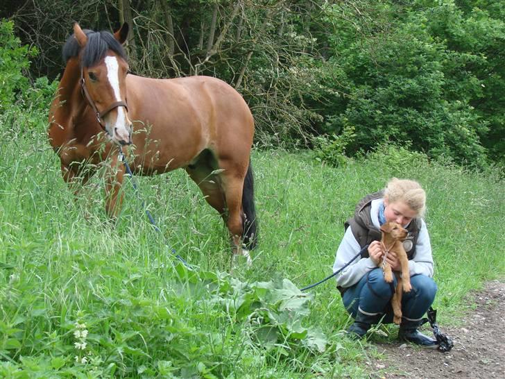 Anden særlig race Asterix - solgt :'( RIP!? - Adder, mig og min lille hund bucca <3  billede 10