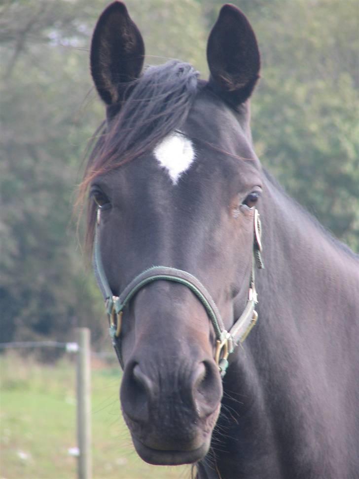 Dansk Varmblod Shania (død) - 1. Shania - fold 14. oktober 2007 billede 1