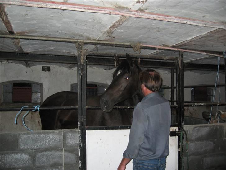 Dansk Varmblod Shania (død) - 2. Da hun lige er kommet hjem til os. Min far hilser lige på hende. billede 2