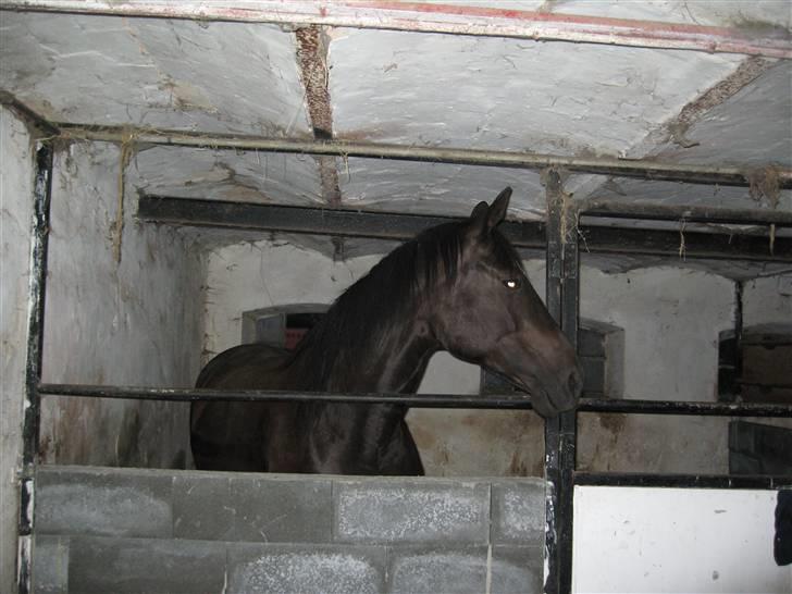 Dansk Varmblod Shania (død) - 3. Hendes kønne hoved billede 3