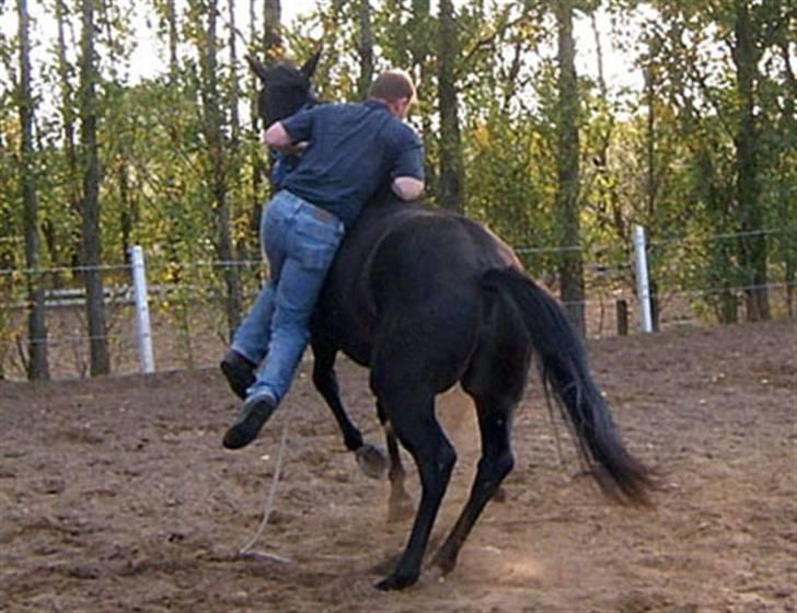 Dansk Varmblod Shania (død) - 4. Da Shane Mosele var nede og hjælpe med hende billede 4