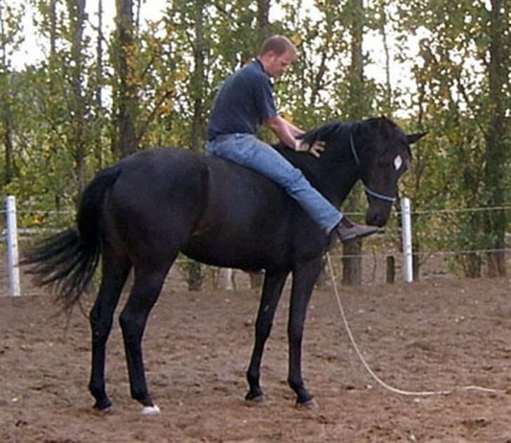 Dansk Varmblod Shania (død) - 5. Her har han ikke kendt hesten i mere end 30 min. billede 5