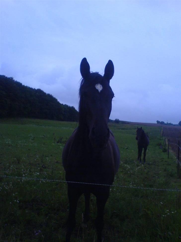 Dansk Varmblod Shania (død) - 6. Nede ved min onkel og tante billede 6