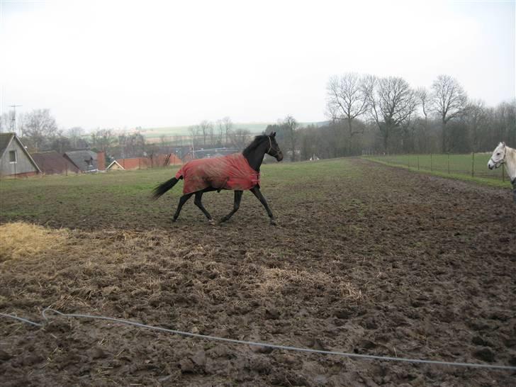 Dansk Varmblod Shania (død) - 7. Shania på fold - 13. februar 2008 billede 7