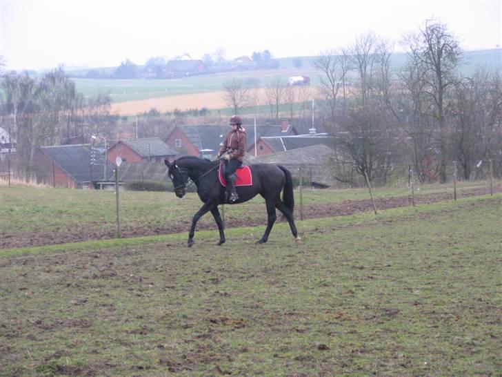 Dansk Varmblod Shania (død) - 8. Shania og jeg i skridt - 8. gang med rytter - 12. februar 2008 billede 8