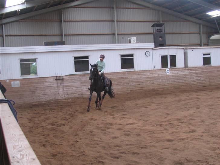 Dansk Varmblod Shania (død) - 9. Galop - dressurtræning 20. september 2008 Foto Trine billede 9