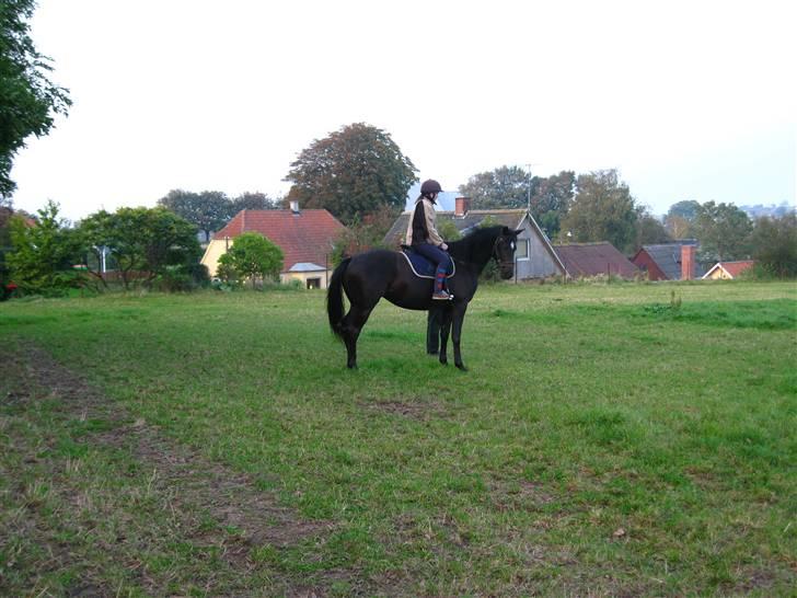 Dansk Varmblod Shania (død) - 10. Shania med rytter på for første gang  billede 10