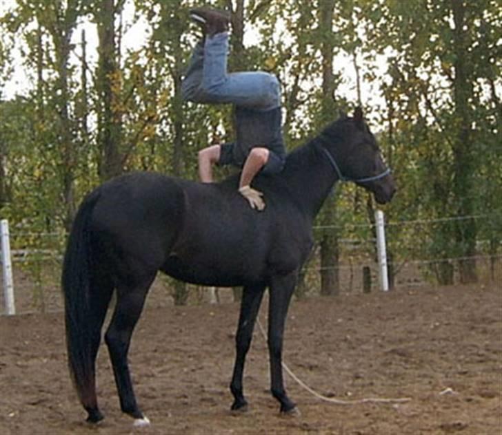 Dansk Varmblod Shania (død) - 11. Shane Mosele står på hovedet på hende billede 11