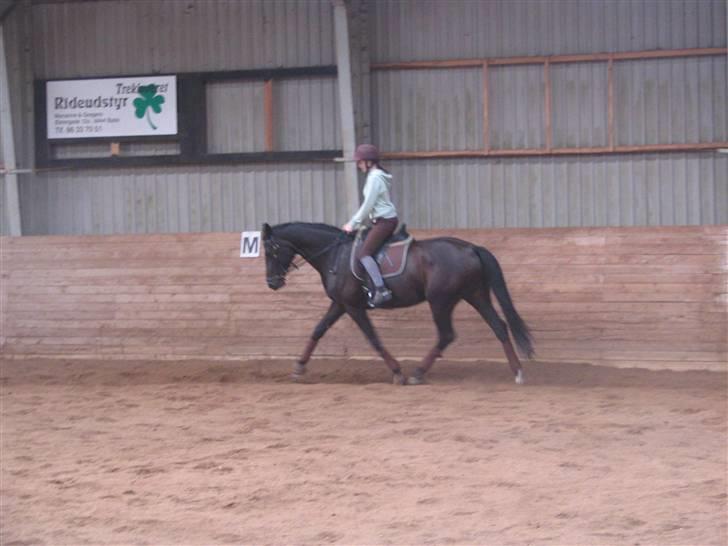 Dansk Varmblod Shania (død) - 12. Træning 20. september 2008 Foto Trine billede 12
