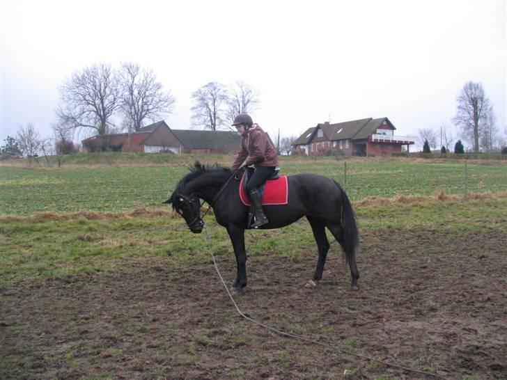 Dansk Varmblod Shania (død) - 13. Får ros i en parade - 8. gang med rytter - 12. februar 2008 billede 13